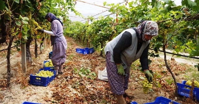 Sarıgöl&#039;de üzüm hasadına başlandı