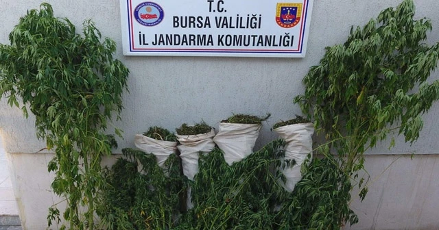 Sazlık alanda 189 kök kenevir ile 27 kilo esrar ele geçirildi