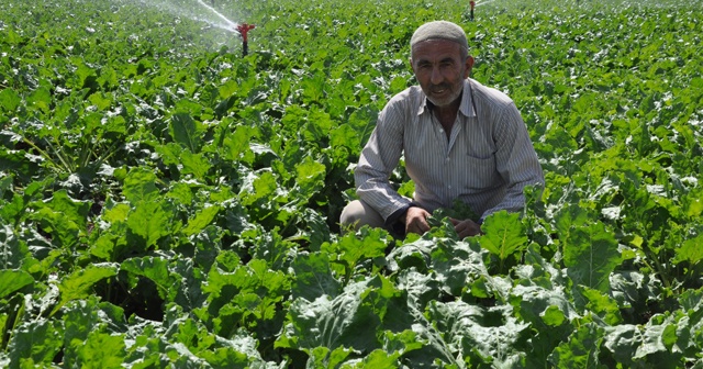 Şeker pancarında kota sıkıntısı