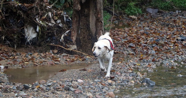 Selde kaybolan vatandaş için köpekle arama yapıldı