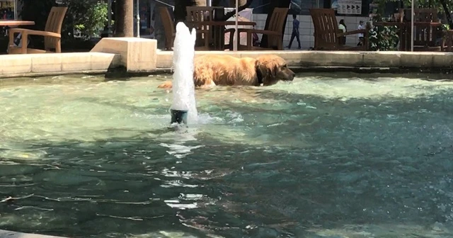Sıcaktan bunalan köpek süs havuzuna girdi