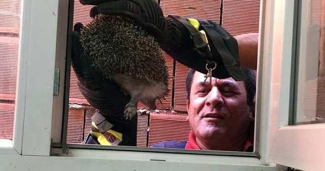 Sıkışan kirpiyi itfaiye kurtardı