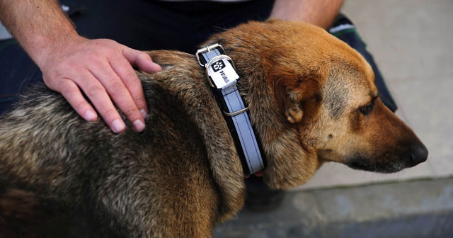 Sokak köpeklerine &#039;reflektörlü tasma&#039; takıldı