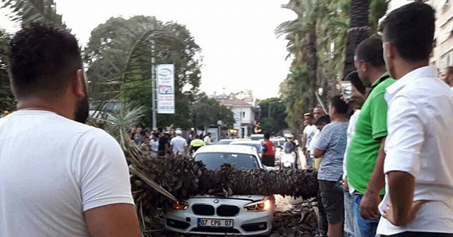 Sosyal medyadan &#039;devrilecek&#039; diye uyardığı ağaç aracın üstüne düştü