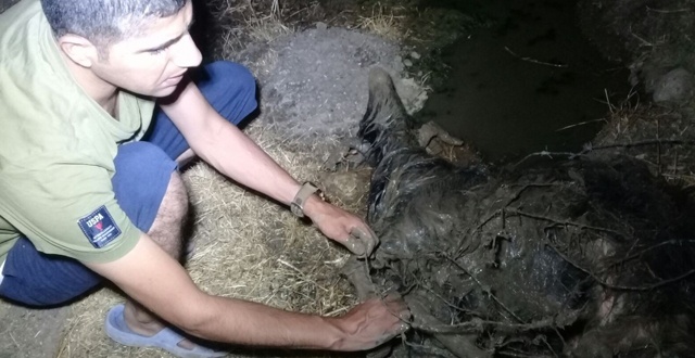 Su kanalına düşen keçi 6 saatlik çalışmayla kurtarıldı