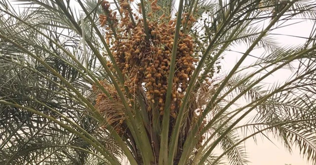 Sudan'da hurma mevsimi