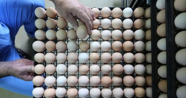 Türkiye'deki yumurtalarda 'fipronil' çıkmadı