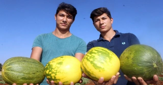 Yağmur suyu ile organik kavun