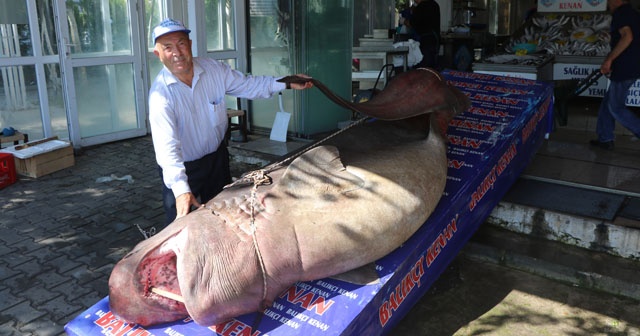 1 ton 200 kiloluk köpekbalığı yakalandı