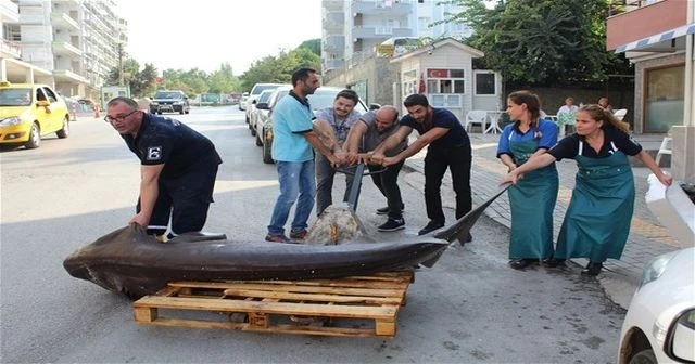 2 köpek balığı ağlara takıldı