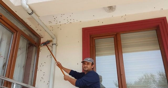 Amerikan Beyaz Kelebeği vatandaşların kabusu oldu