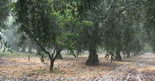 Dolu yağışı zeytin ve üzümü vurdu