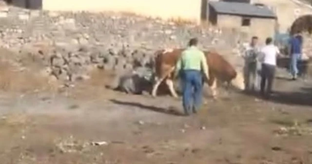 Halatı koparan dana köyü birbirine kattı
