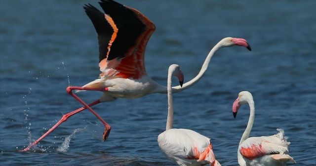 İzmir Kuş Cenneti&#039;nde flamingo rekoru kırıldı