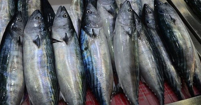 Karadenizli balıkçıların umudu 'Kestane Karası Fırtınası'
