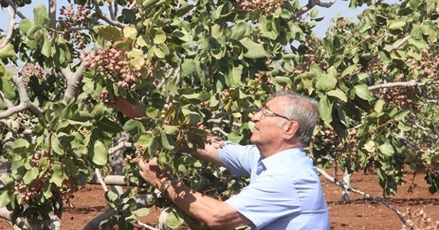 Kilis’te dünyada benzeri olmayan fıstık üretildi