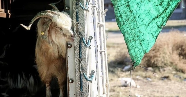Kurbanlık yetiştiricileri çifte bayram yaptı
