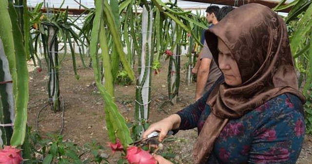 Muğlalı çiftçi ejder meyvesinin hasadına başladı