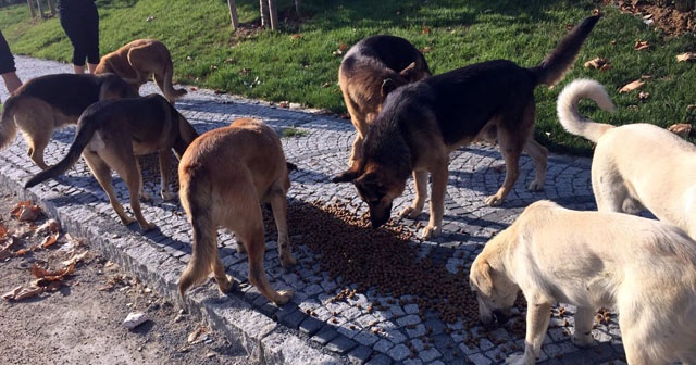 Ormanda aç kalan köpeklere bisikletle mama götürüyorlar