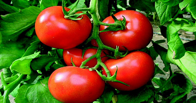 Rusya&#039;ya domates ihracatı ile ilgili açıklama