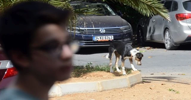 Sarıyer'de saldırgan sokak köpekleri yüzünden mahalleli dışarı çıkamıyor