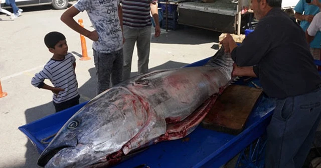 Saros Körfezi’nde dev granyöz balıkçı ağlarına takıldı