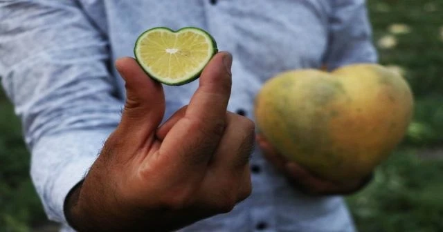 Şekilli meyveler ihracatta servet kazandırıyor