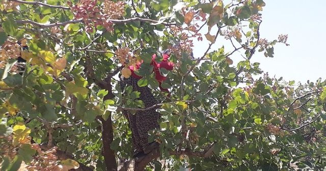 Siirt&#039;te fıstık üreticisinin &#039;çifte bayram&#039; sevinci