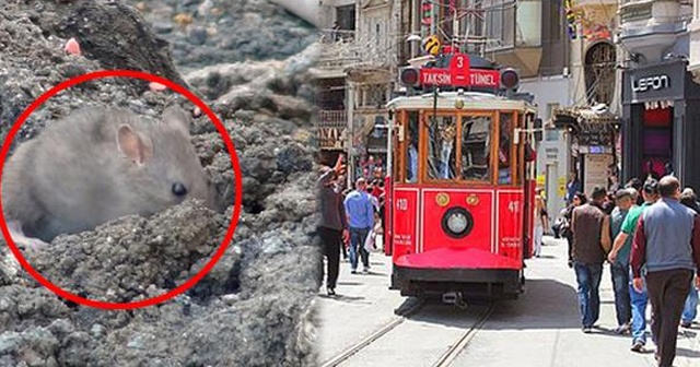 Taksim'de şaşırtan görüntü! İstiklal Caddesi'ni fareler bastı