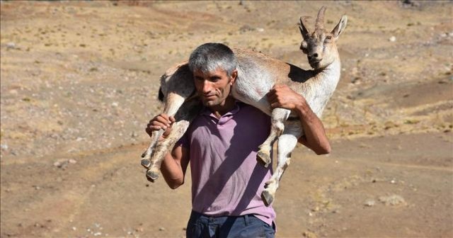 Yaralı dağ keçisini 17 kilometre sırtında taşıdı