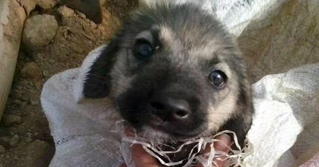 Yavru köpeği çuvala koyup ölüme terk ettiler!
