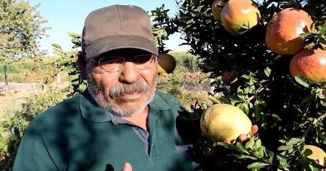 20 yıldır vazgeçmedi! Hiç ilaç kullanmadan yetiştiriyor