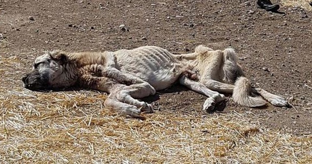 Açlıktan ölmek üzere olan Kangal cinsi köpeğe yardım eli