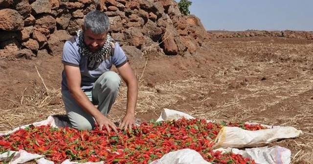 Aylarca emek verdi, bir gecede kaybetti