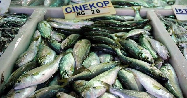 Balıkçıların umudu çinekop