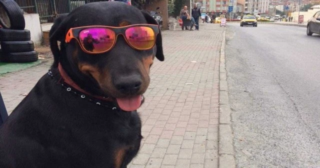 Bu köpek gece gündüz gözlük takıyor!