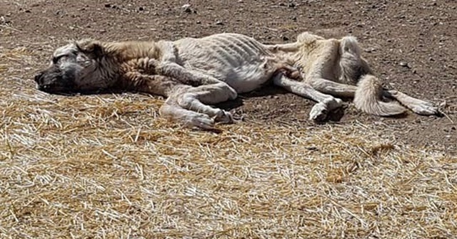 Bu şekilde bulunmuştu, yaralı kangal için seferber oldular