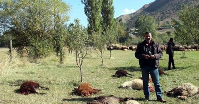 Çobanın uyuduğu sırada kurtlar 40 koyunu telef etti