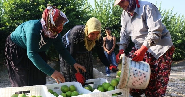 Erkenci portakal daldan indi