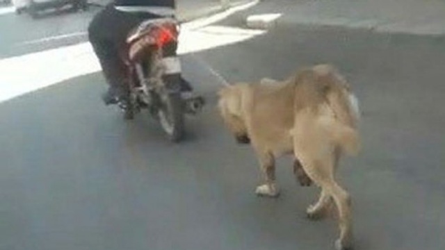 Köpeğin boğazına ip geçirip motosikletin arkasına bağladı