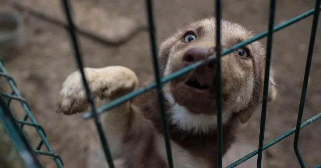 Köpekler iletişim kurmak için yüzlerini şekilden şekile sokuyor