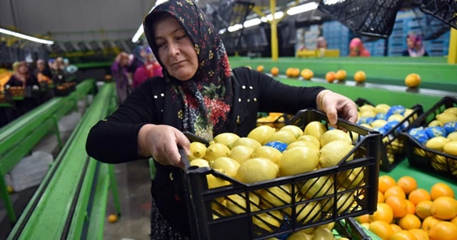 Limon dalında durmuyor