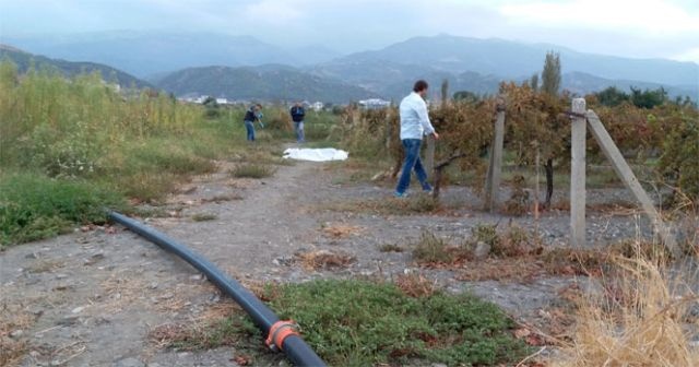 Manisa&#039;da üzüm bağlarında cinayet