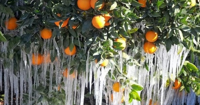 Meteorolojiden zirai don uyarısı