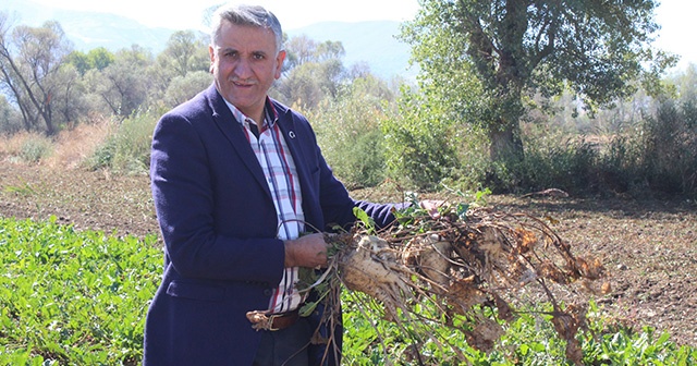 Pancarın “tatlı” yolculuğu başladı