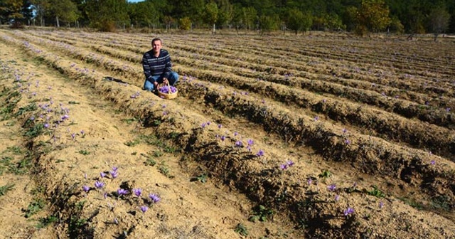 Safranbolu&#039;da safran hasadı başladı