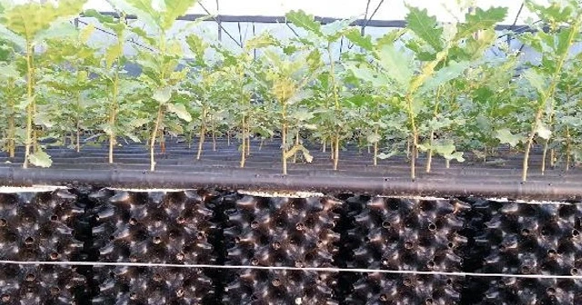 Trüf mantarı için bakanlık devreye girdi