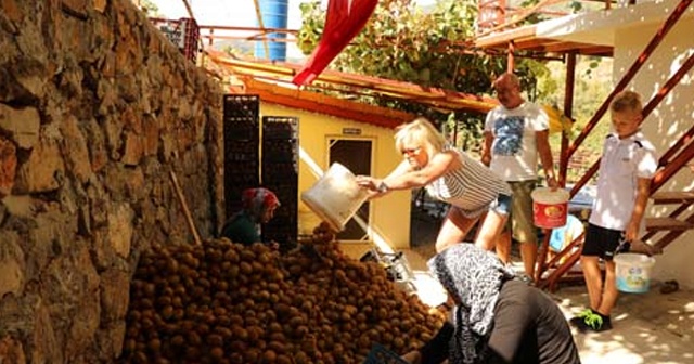 Turistler kivi hasatına katılabilmek için rezervasyon yaptırıyor