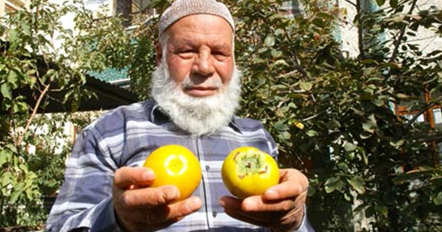 Van&#039;da cennet hurması yetiştirildi