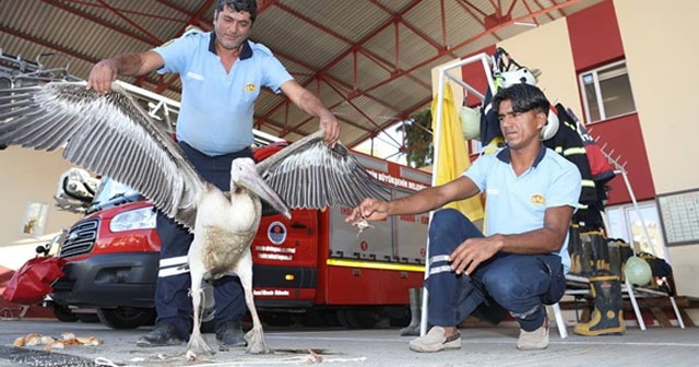 Yaralı pelikanı itfaiye ekipleri kurtardı